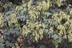 Ventilago madraspatana